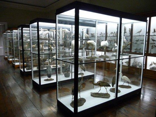 Museo de Historia Natural de Funchal